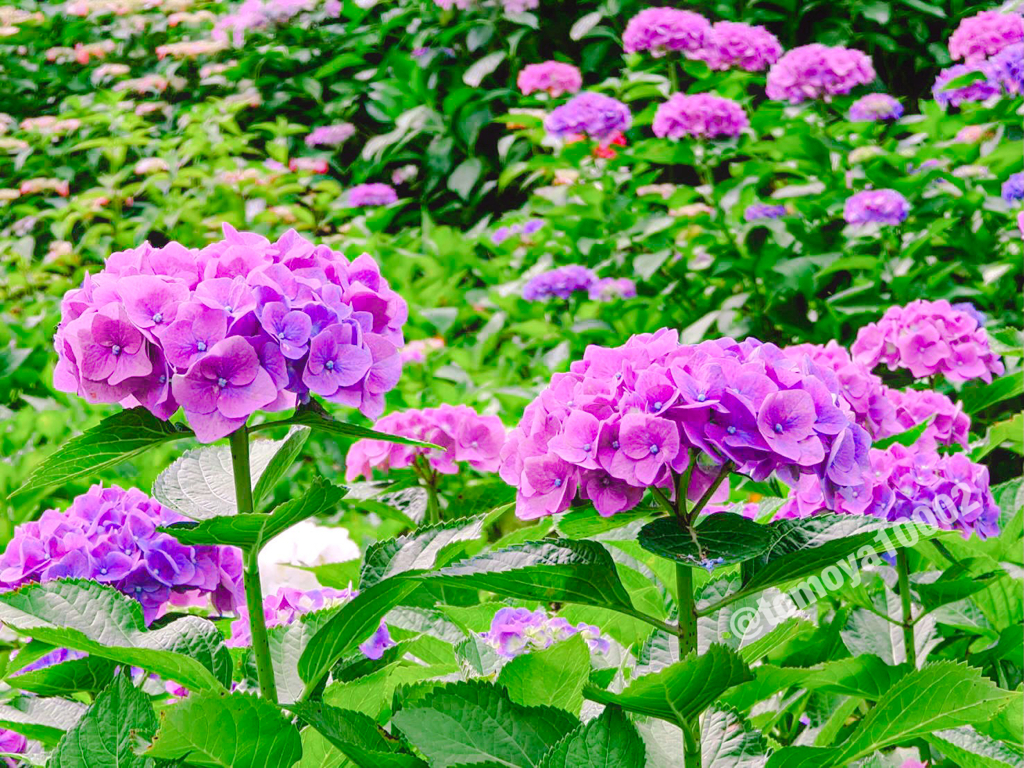 紫色の紫陽花