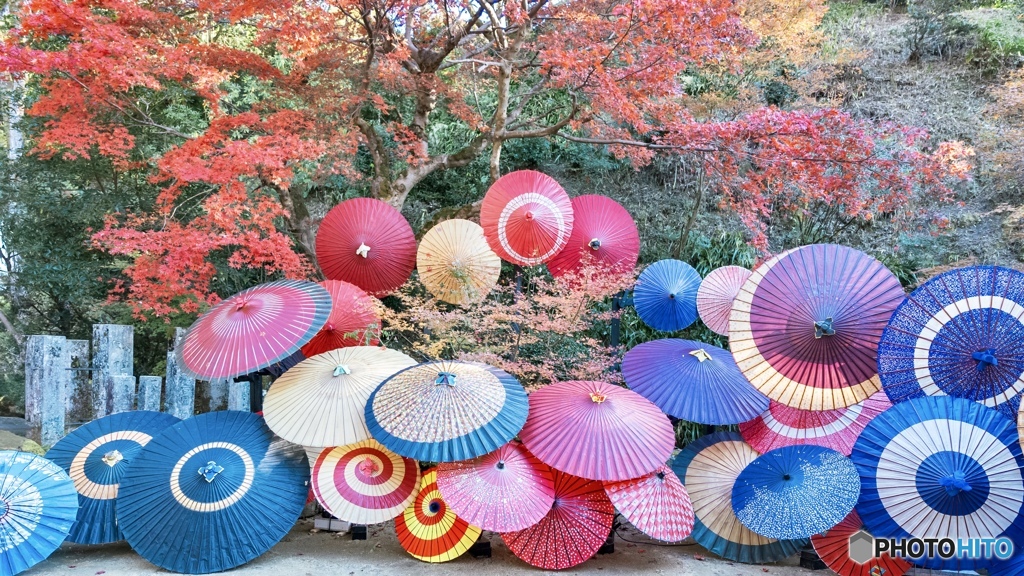 岡寺にある和傘