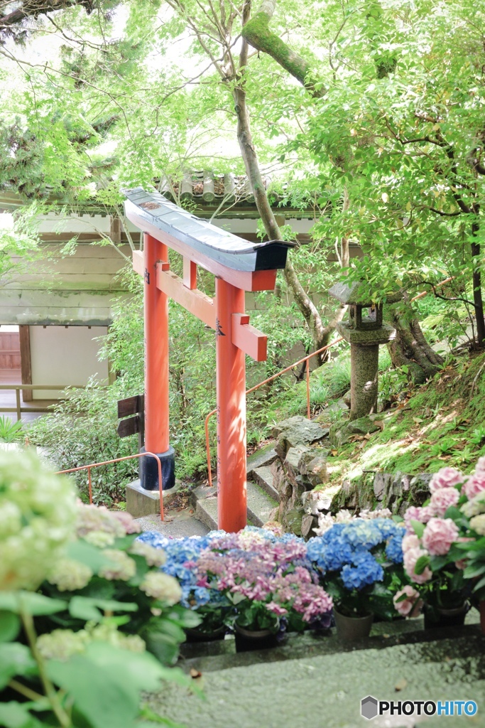 夏の赤い鳥居
