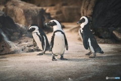 3匹の可愛いペンギン