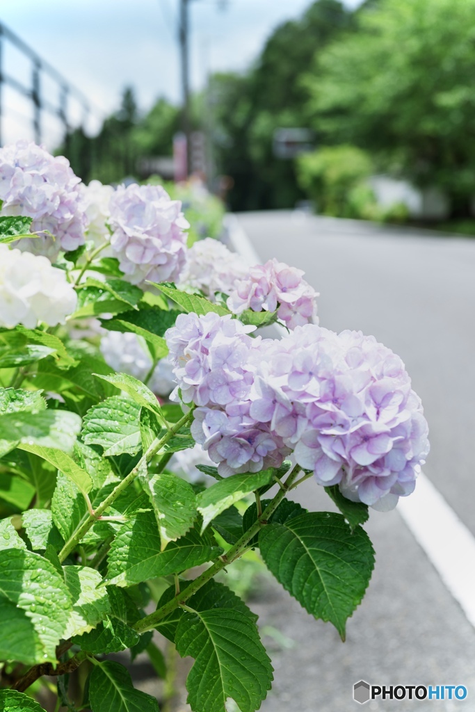 雨上がりの紫陽花