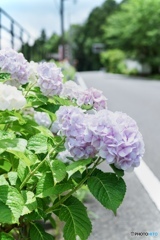 雨上がりの紫陽花