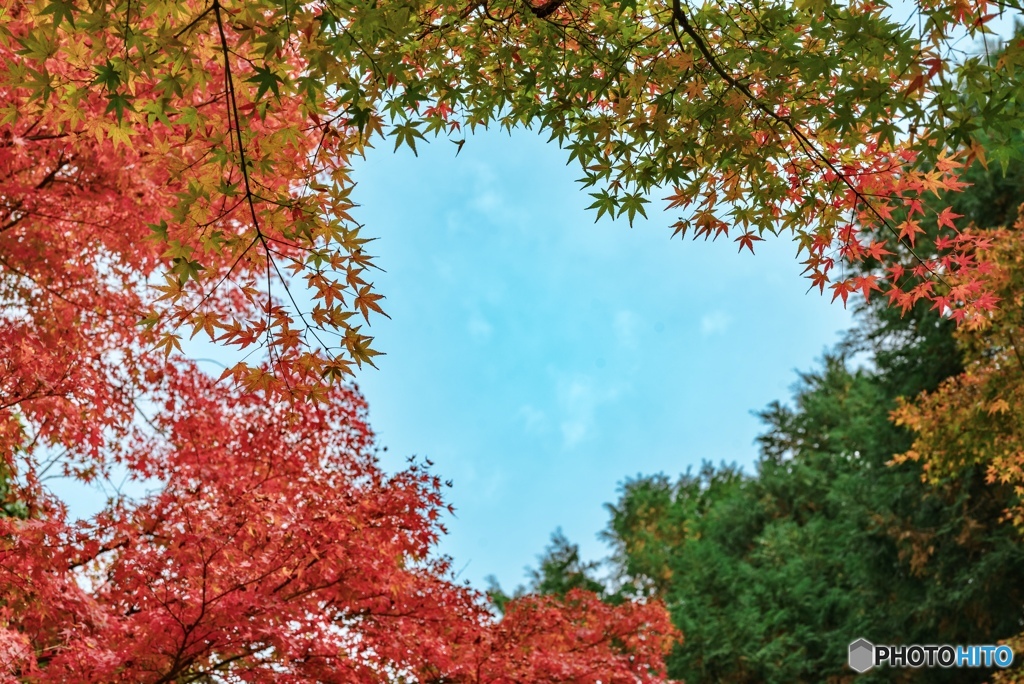 紅葉で作るハートの空
