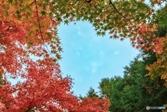 紅葉で作るハートの空