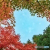 紅葉で作るハートの空