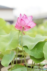 綺麗な蓮