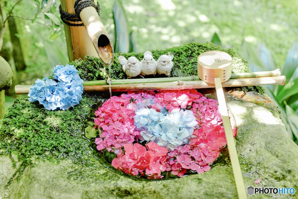 楊谷寺の可愛すぎる紫陽花の花手水