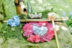 楊谷寺の可愛すぎる紫陽花の花手水