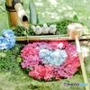 楊谷寺の可愛すぎる紫陽花の花手水