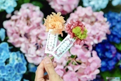 花みくじ