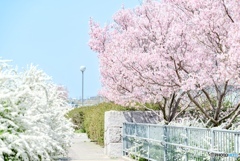 雪柳と桜のコラボ