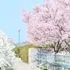 雪柳と桜のコラボ
