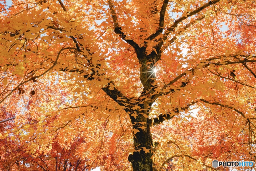 太陽と紅葉