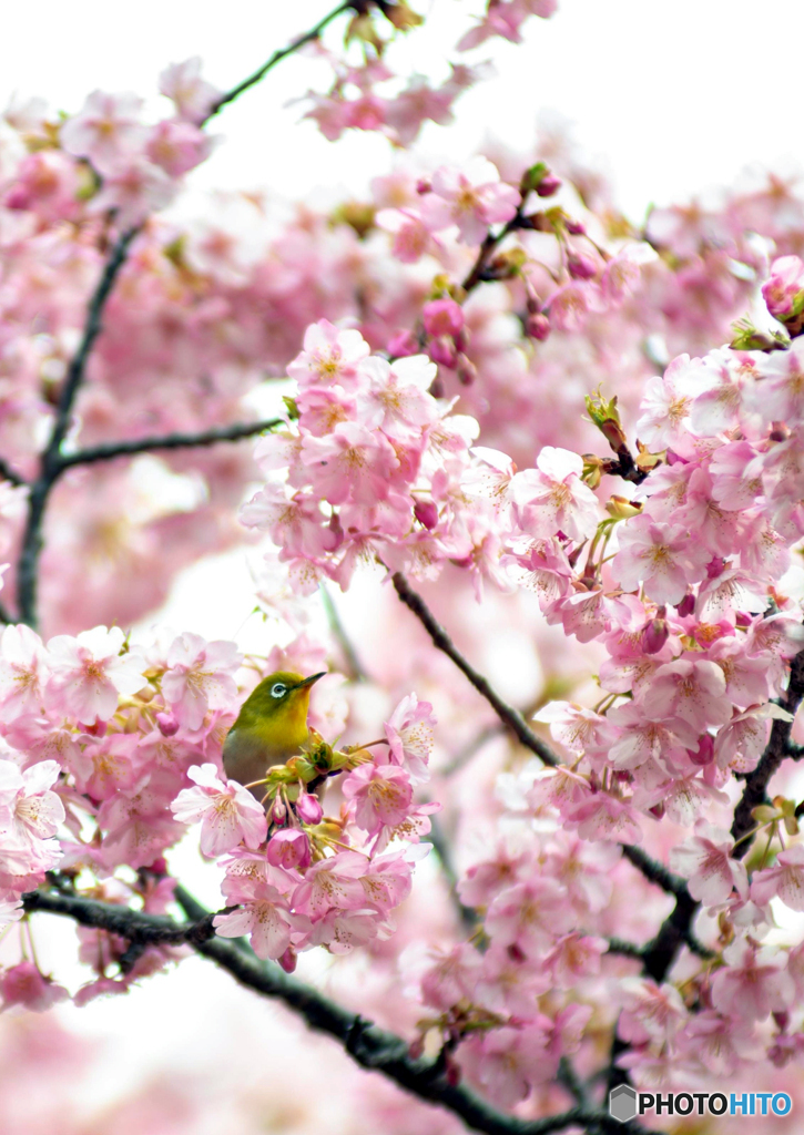 春が来た