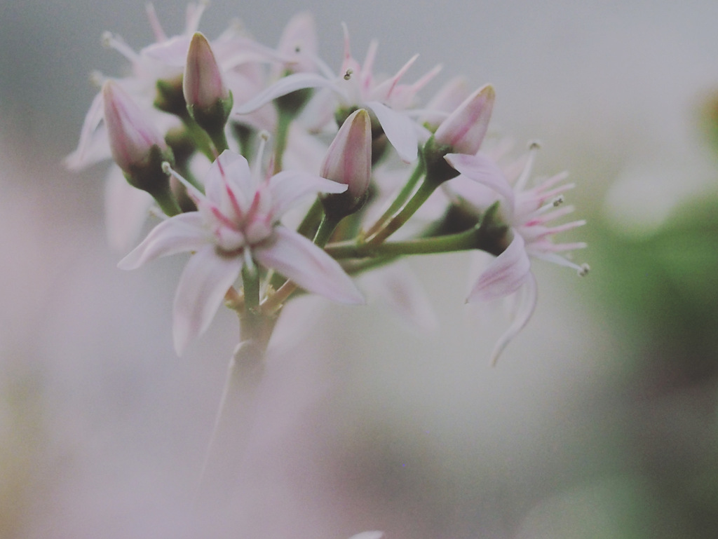 bokehphoto