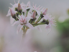 bokehphoto