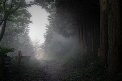 幻想的な朝の森