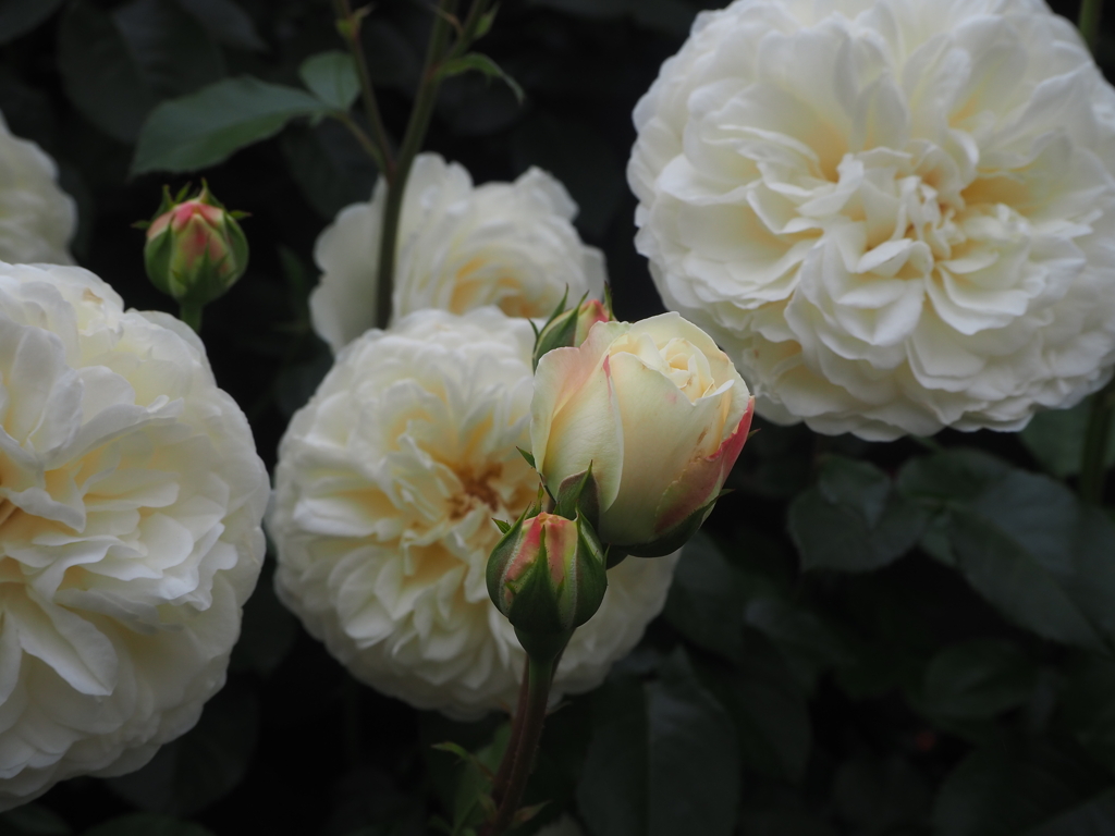 E4D4CDC5-E101-447F-8AD1-A238C8900707