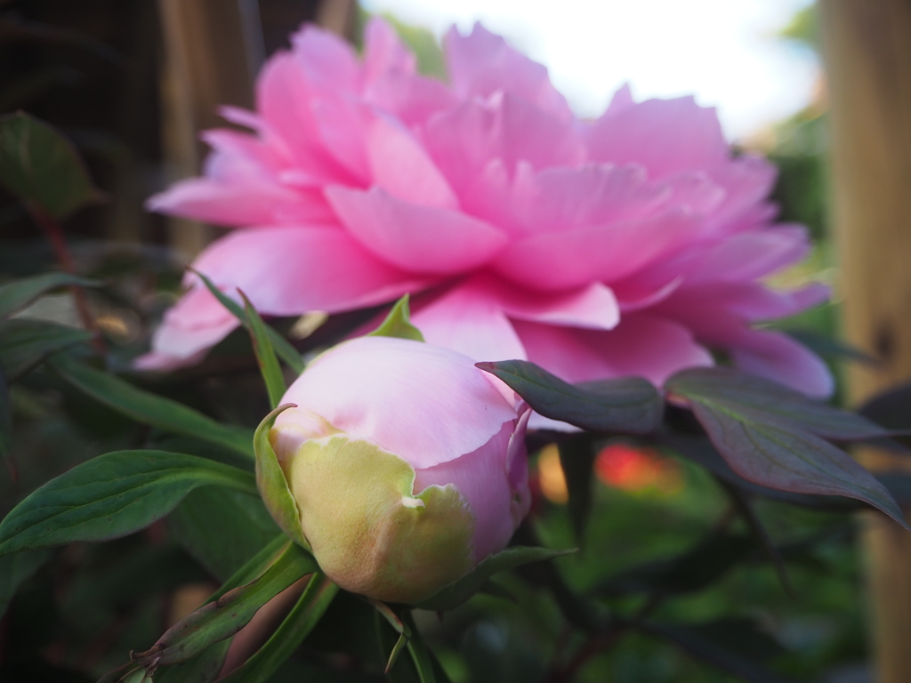 17F4B26F-AF51-4632-87F9-C119C5A9E74D