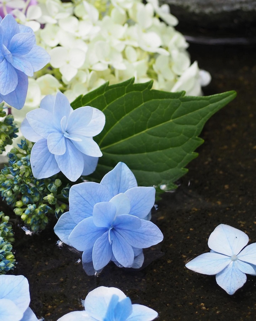 紫陽花