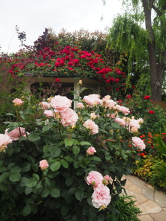 薔薇園
