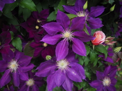 薔薇とクレマチス