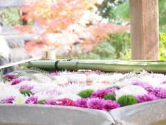 光明寺の花手水