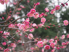 日比谷公園のume！