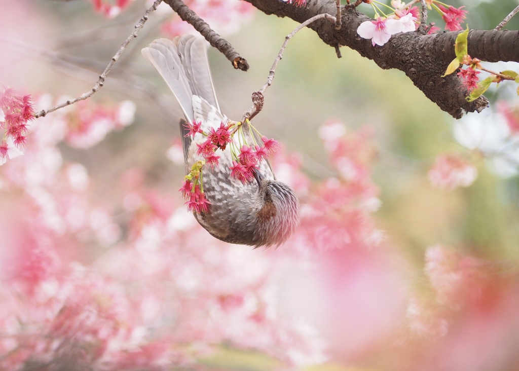 この鳥さんよく見るナ。