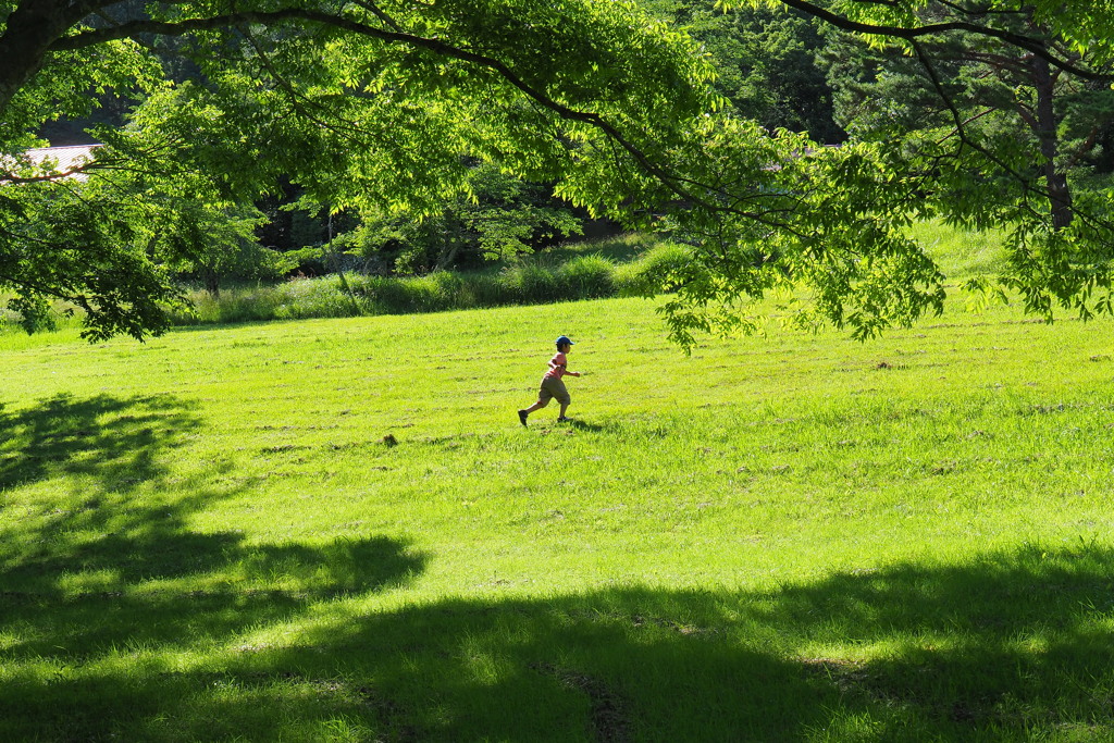 初夏の新緑を駆け抜ける