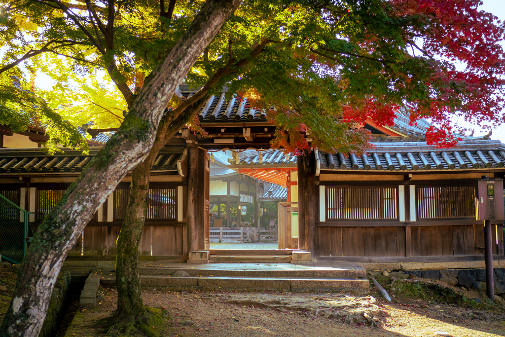 朝の奈良公園 (8)