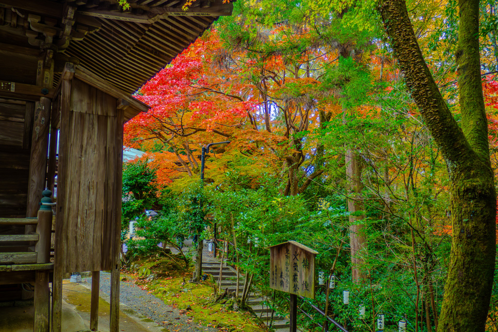 古い社と紅と緑