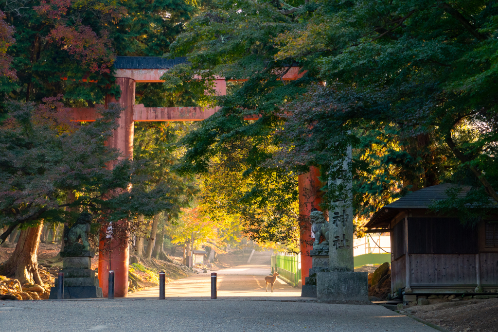 朝の奈良公園 (3)