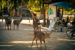 決して、勝手に売店の売り物に手を出すことはありません