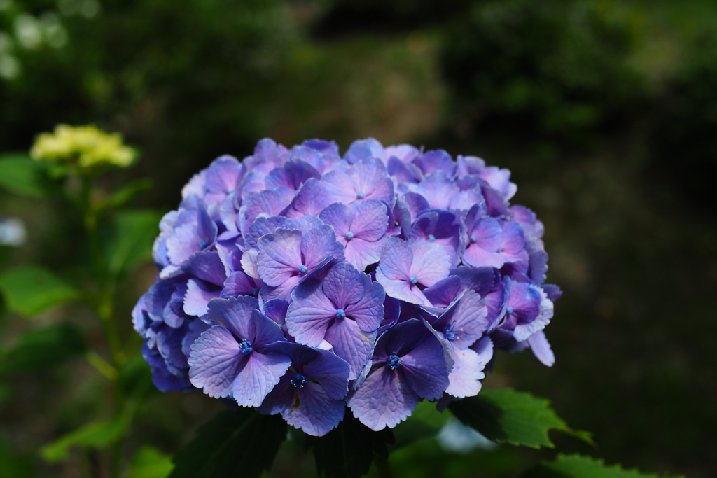 紫陽花(アオムラサキ)