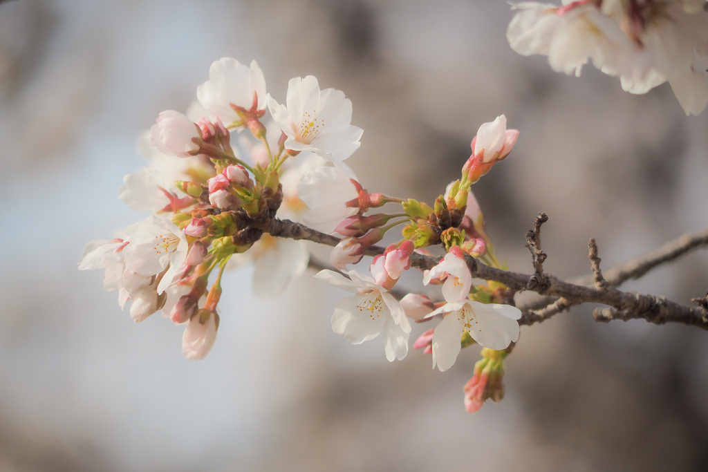 初撮り桜