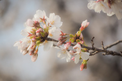 初撮り桜