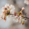 初撮り桜