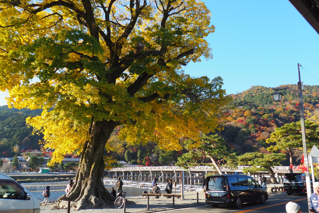 嵯峨野嵐山　大樹と渡月橋