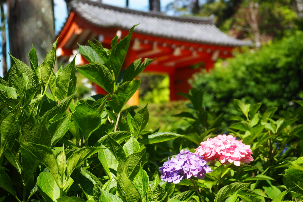 朱色、紫、緑