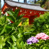 朱色、紫、緑