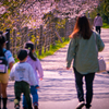 桜のある風景⑨