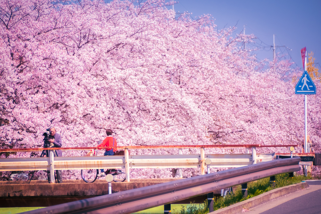 桜のある風景⑥