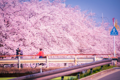 桜のある風景⑥