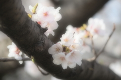 春の光に包まれて①