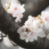 春の光に包まれて①