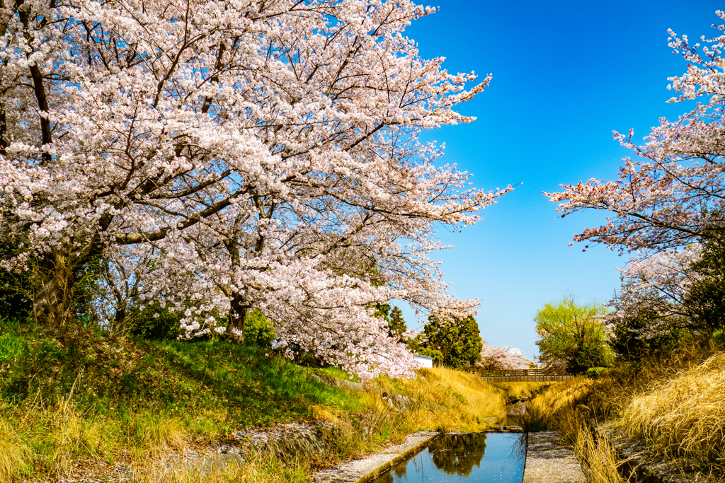 桜のある風景②
