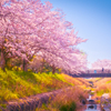 桜風景1年物(2023年春のです)