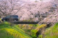 サクラの通り抜け