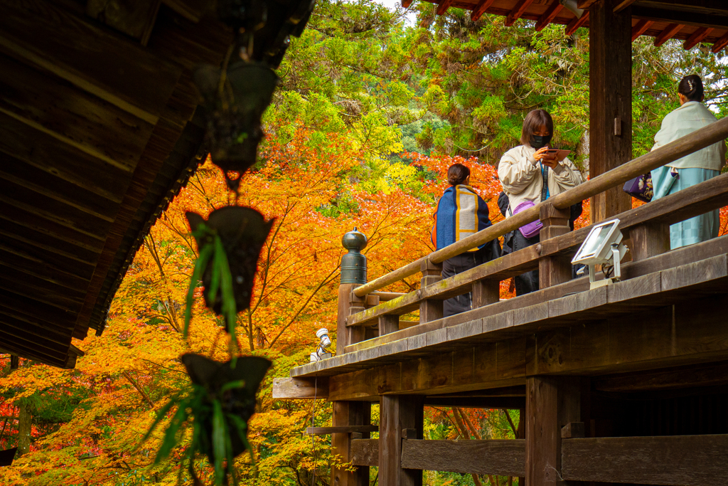 石山寺　紅葉２０２４ 本殿